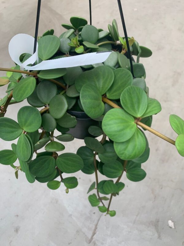 Arnolds 20 best plants of Summer 2020 peperomia Tetraphylla 'Hope'