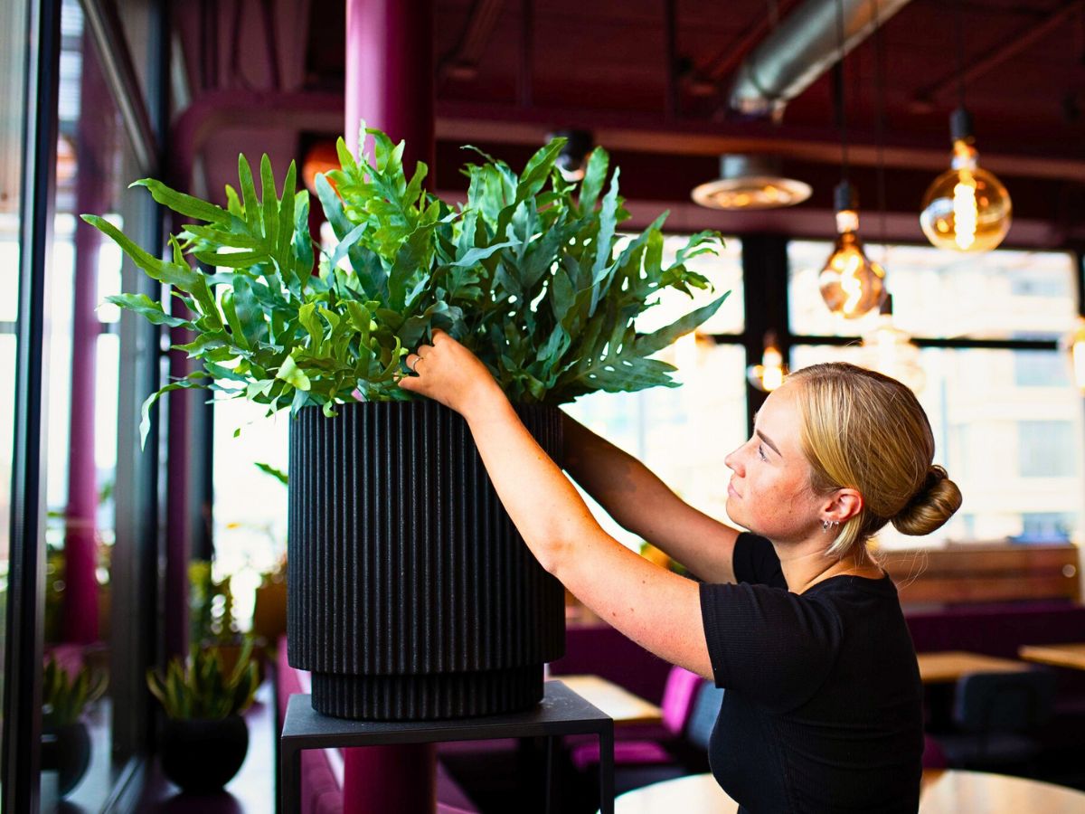 Interior Plants Are Good for You and the Planet