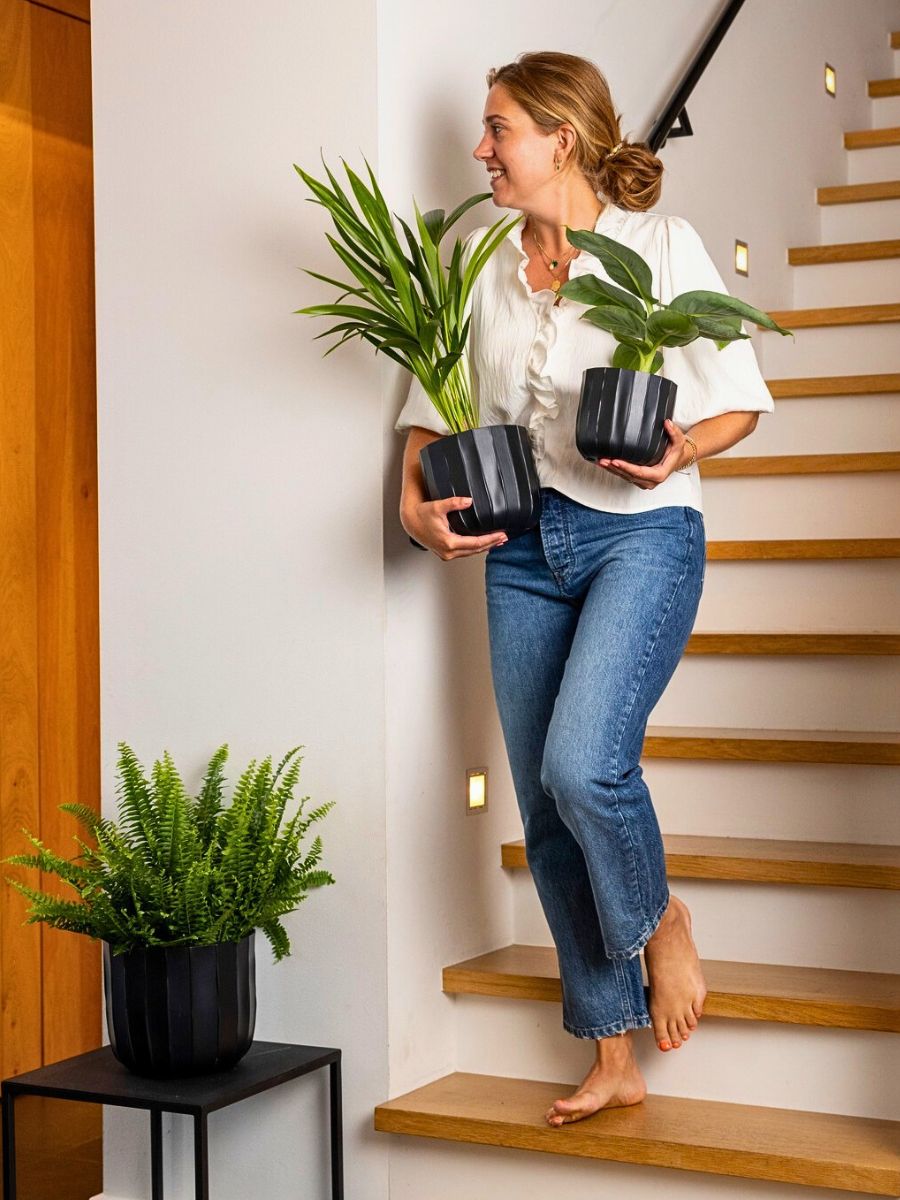 Air So Pure’s Interior Air-Purifying Plants Are Good for You and the Planet