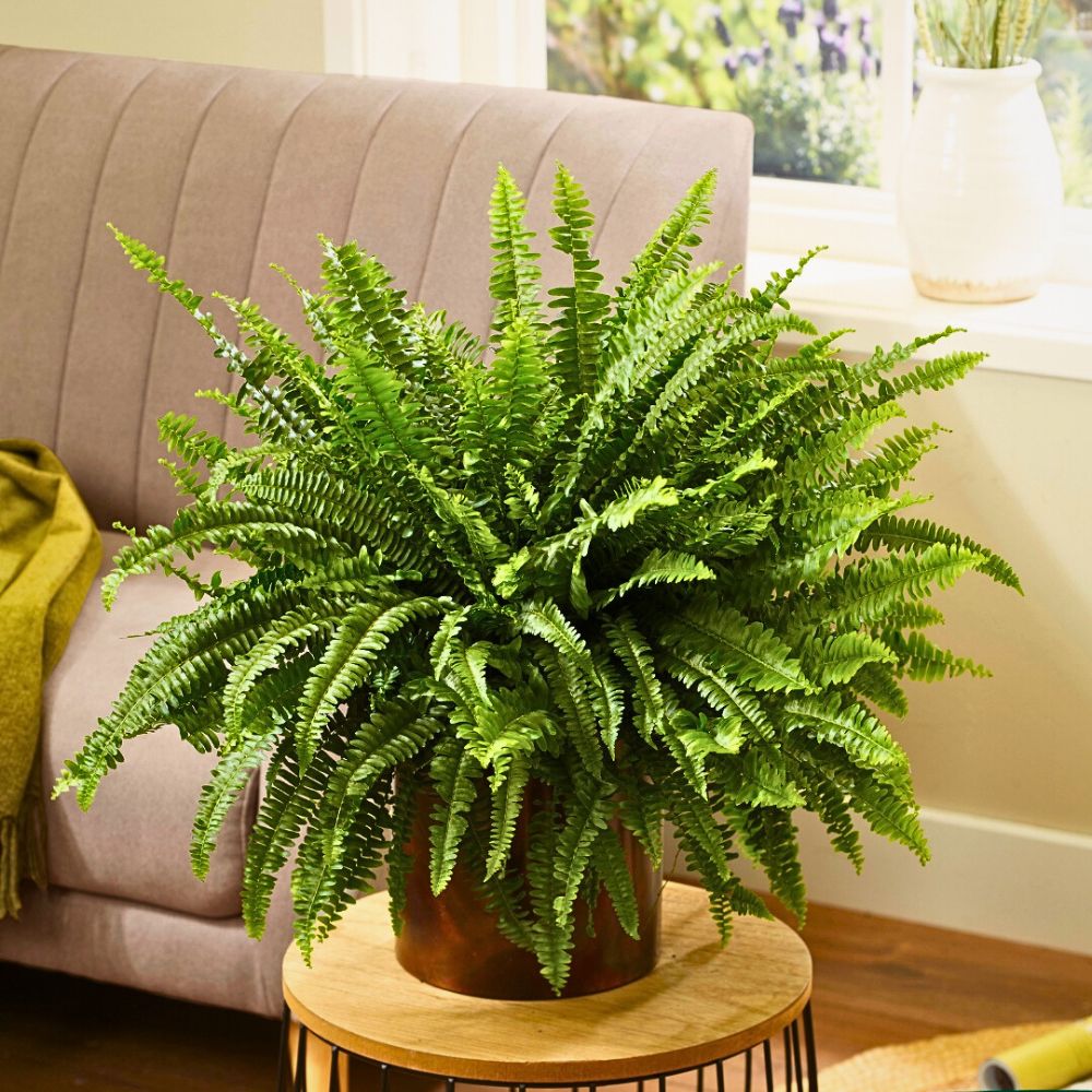 Air So Pure’s Interior Air-Purifying Plants Are Good for You and the Planet