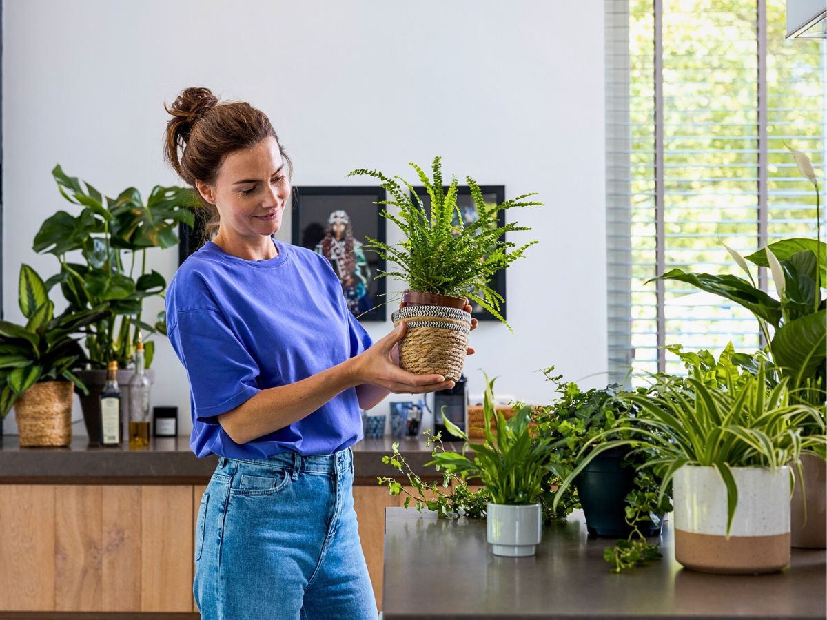 Air So Pure’s Interior Air-Purifying Plants Are Good for You and the Planet