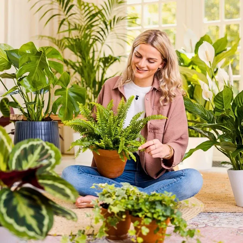 Air So Pure’s Interior Air-Purifying Plants Are Good for You and the Planet