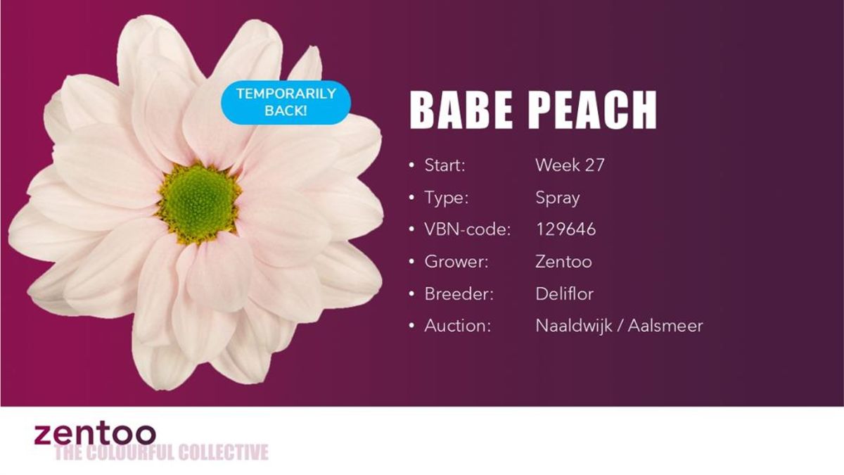 Chrysanthemum Babe Peach by Zentoo