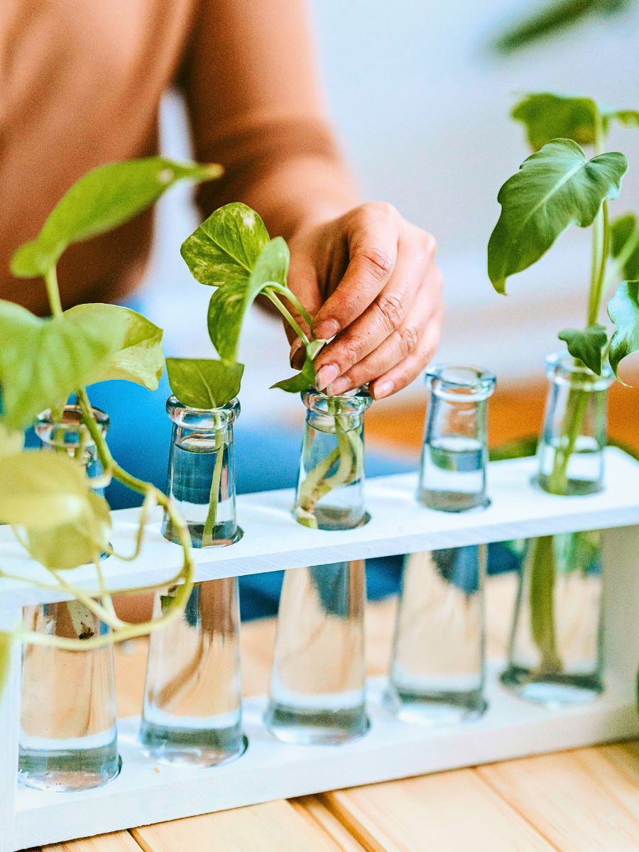 Hydroponic Plants: Growing Indoor Plants in Water regular flow of water as alongwith growing medium enables plants to grow hydroponically