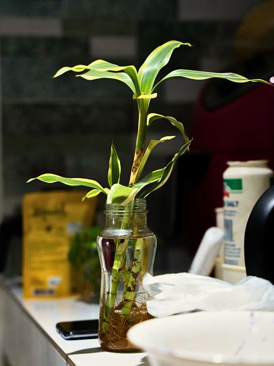 Hydroponic plant a plant grown using hydroponic system
