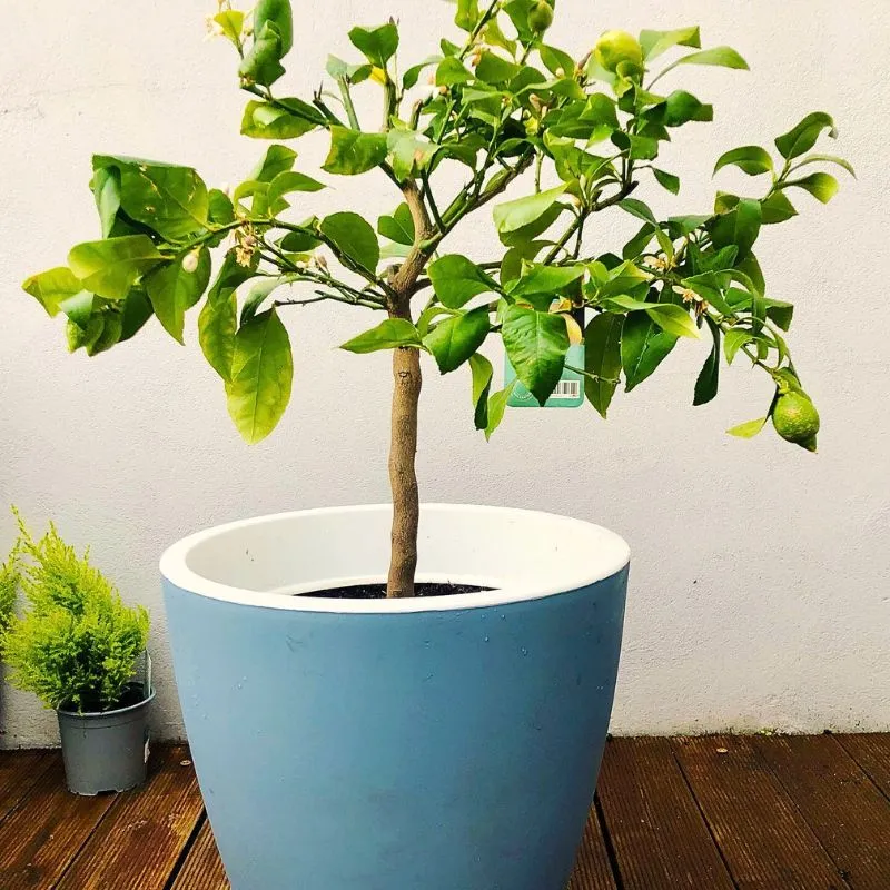 Container tree feature image