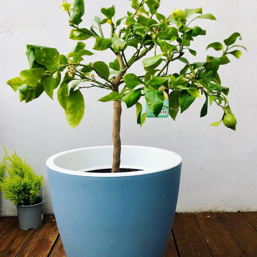 Beautiful Container tree for your home garden