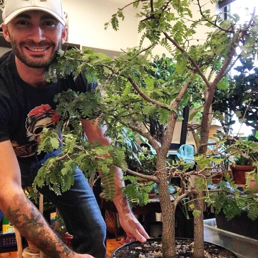 men arranging container tree