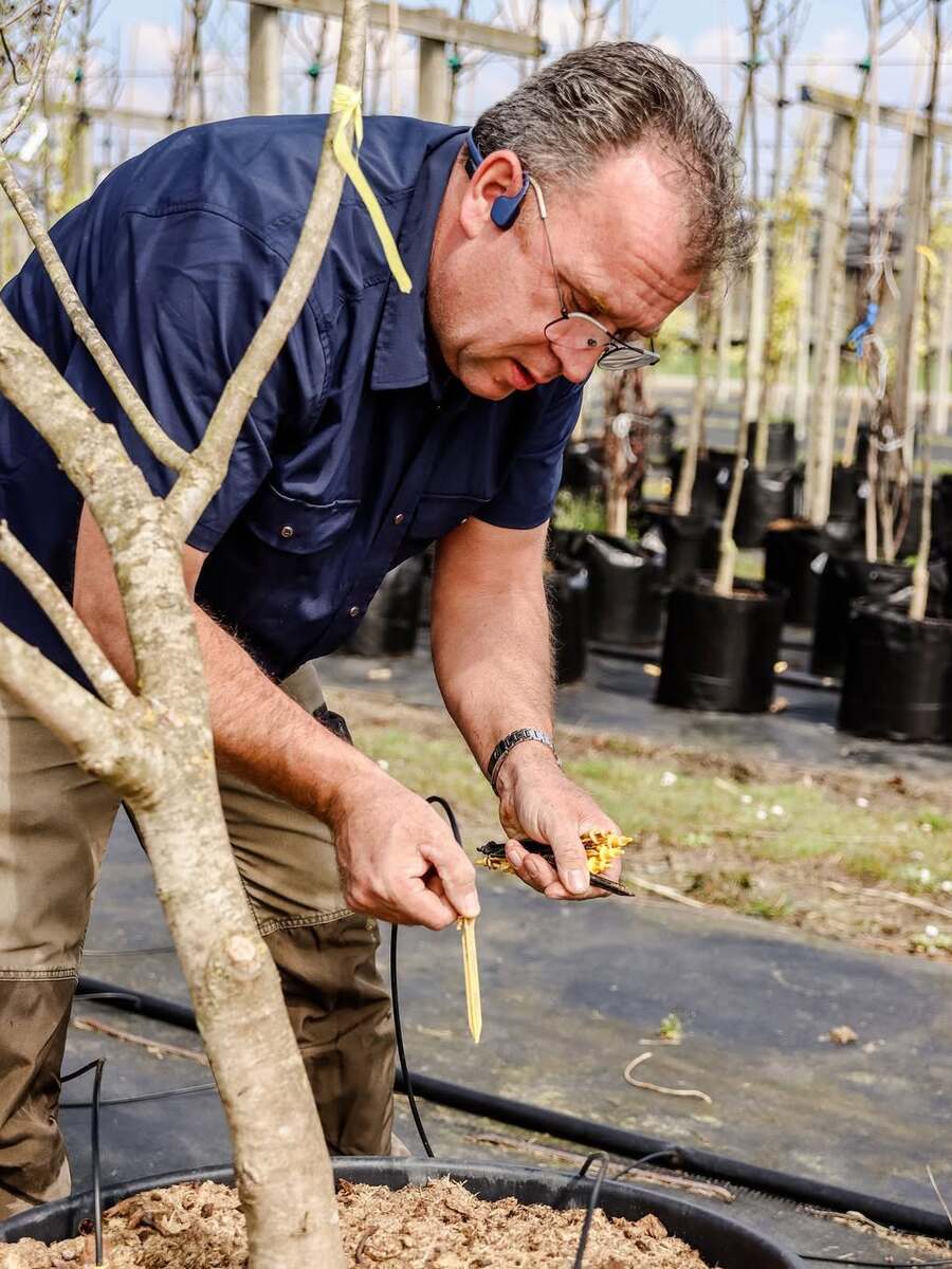 Man Caring Outdoor Container Tree