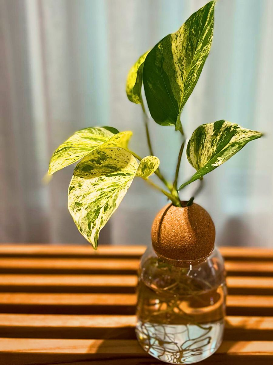 Pothos plant hydroponic system enables plant growth with minimal effort - pothos in a hydroponic gardening setting