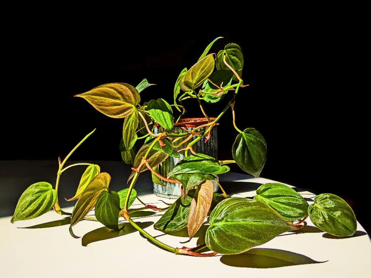Velvet leaf philodendron leafy greens grown within to develop indoor hydroponic garden - inset a well spread velvet leaf philodendron