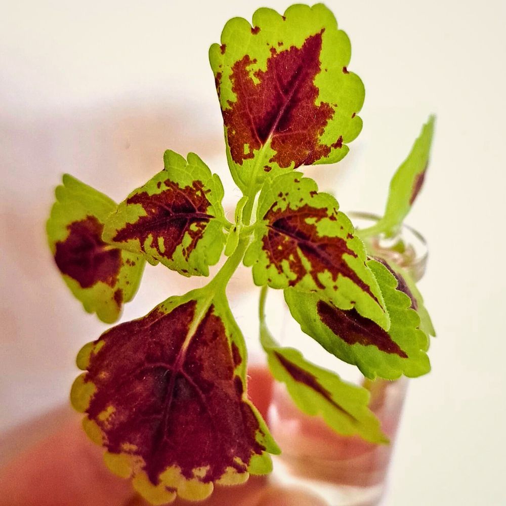 Coleus plant hydronic growing, assisted with grow lights can be effective in growing a diverse range of plants - inset - coleus plant