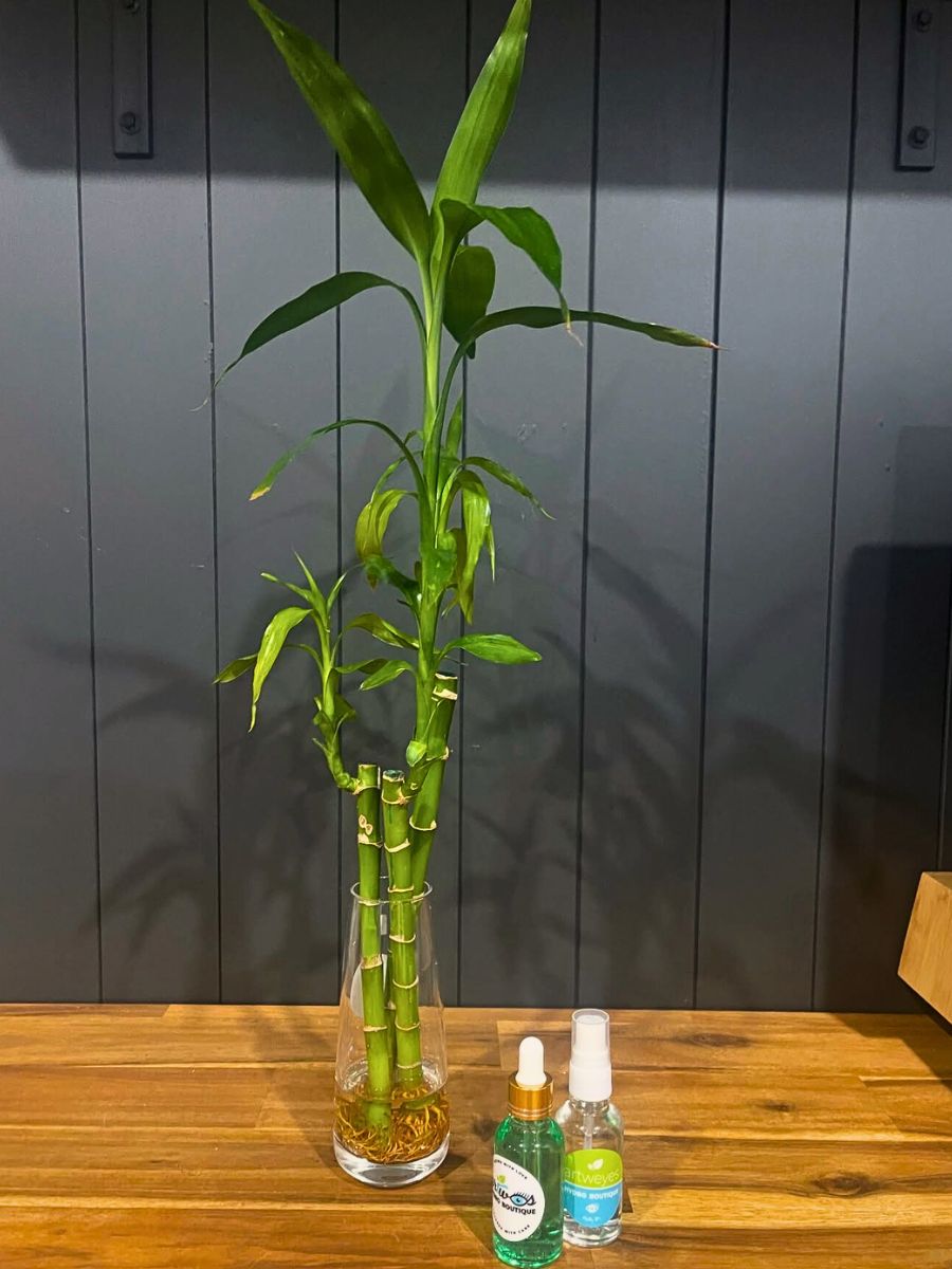 Hydroponic houseplant hydroponic growing is effective in producing healthy plants with leafy greens - lucky bamboo grown via hydroponic system