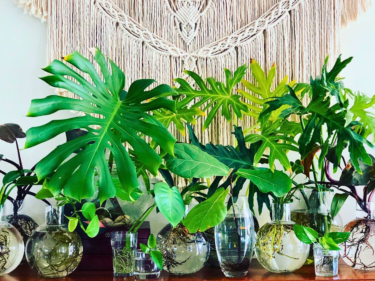 Hydroponic plants monstera growing is highly compatible to grow through hydroponic system