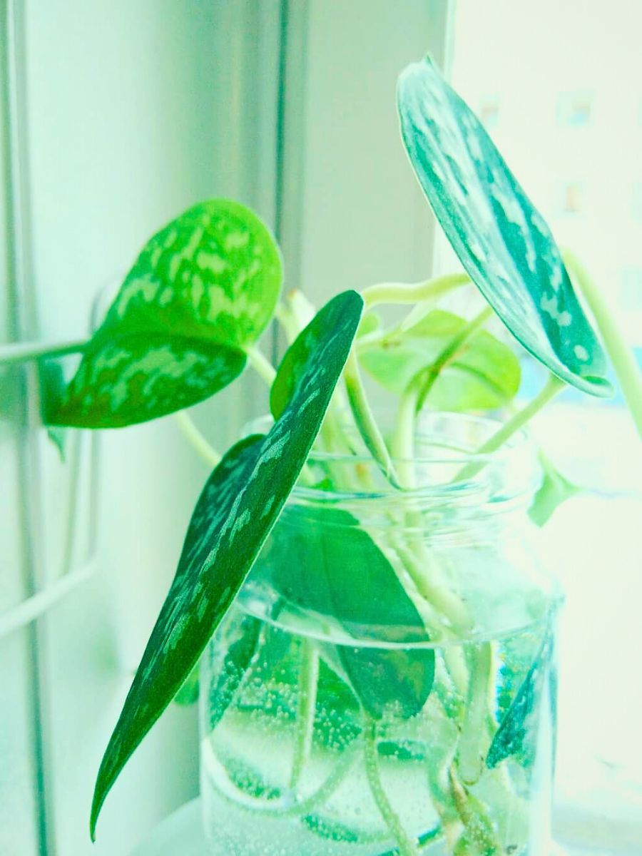 Hydroponic houseplant the leafy greens of satin pothos grown via hydroponic gardening methods