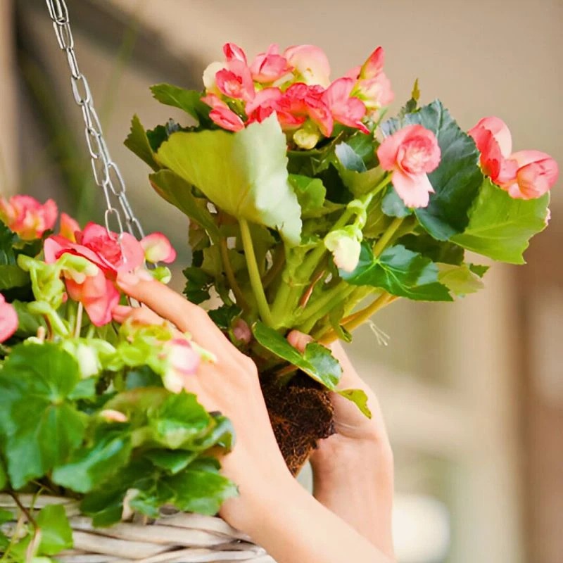 Begonia Flower Meaning, Its Symbolism, Imagery, and Cultural Nuances