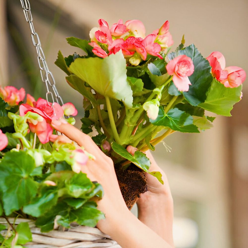 Begonia flower meaning square feature image