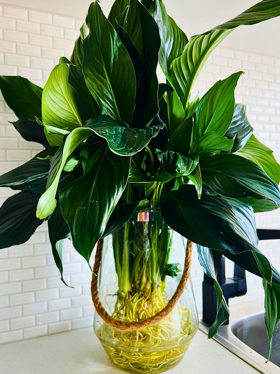 Peace lily a well grown bunch of peace lilies grown using hydroponic system