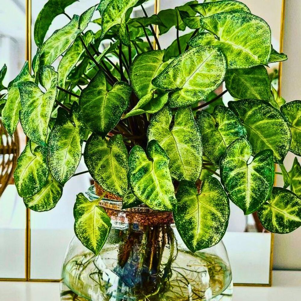 Arrowhead plant hydroponic growing is effective for arrowhead plant growth and care
