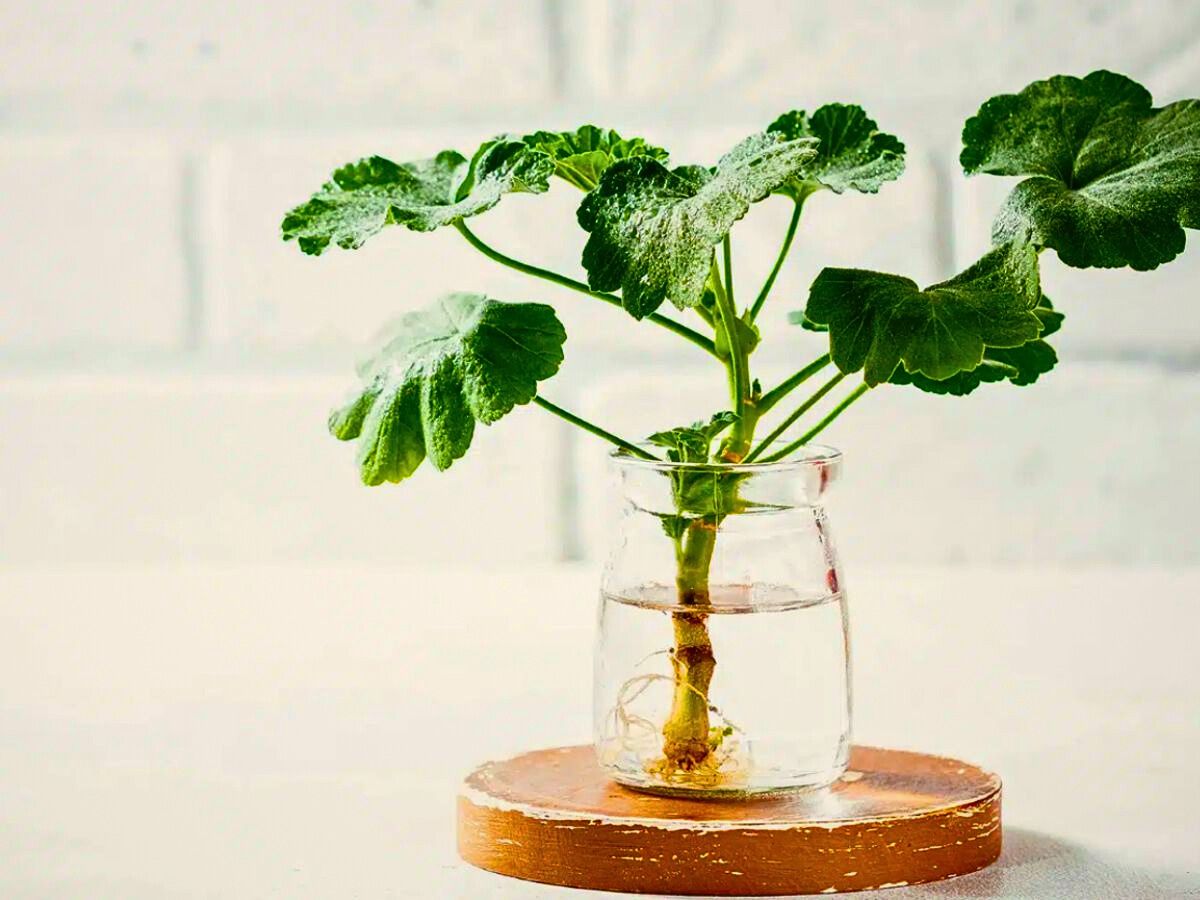 Geranium geraniums growing via hydroponic system