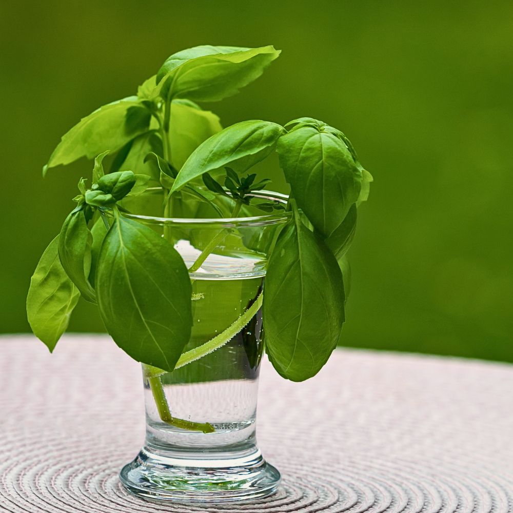 Hydroponic plants Hydroponic Plants' Cultivation: Growing plants and fresh vegetables indoors