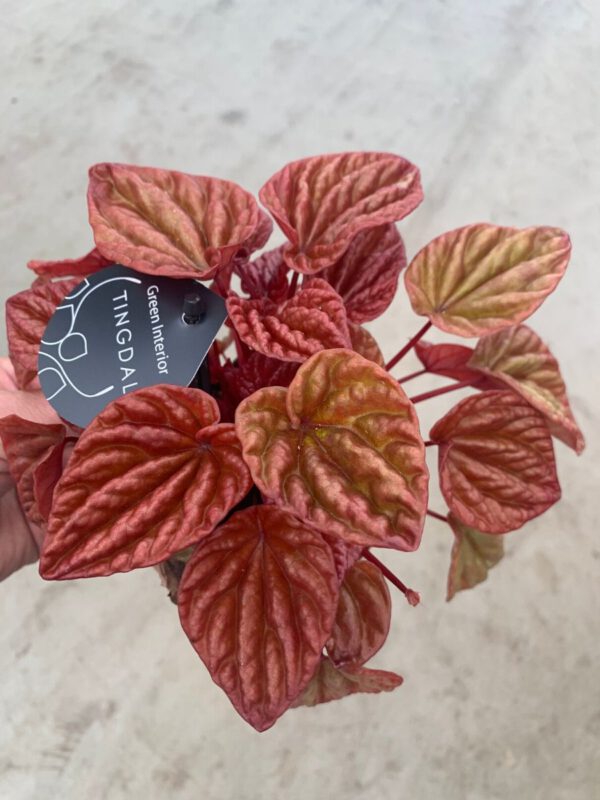 Arnolds 20 best plants of Summer 2020 Peperomia Quito