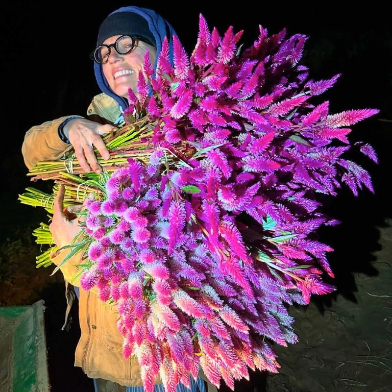 Celosia Flower
