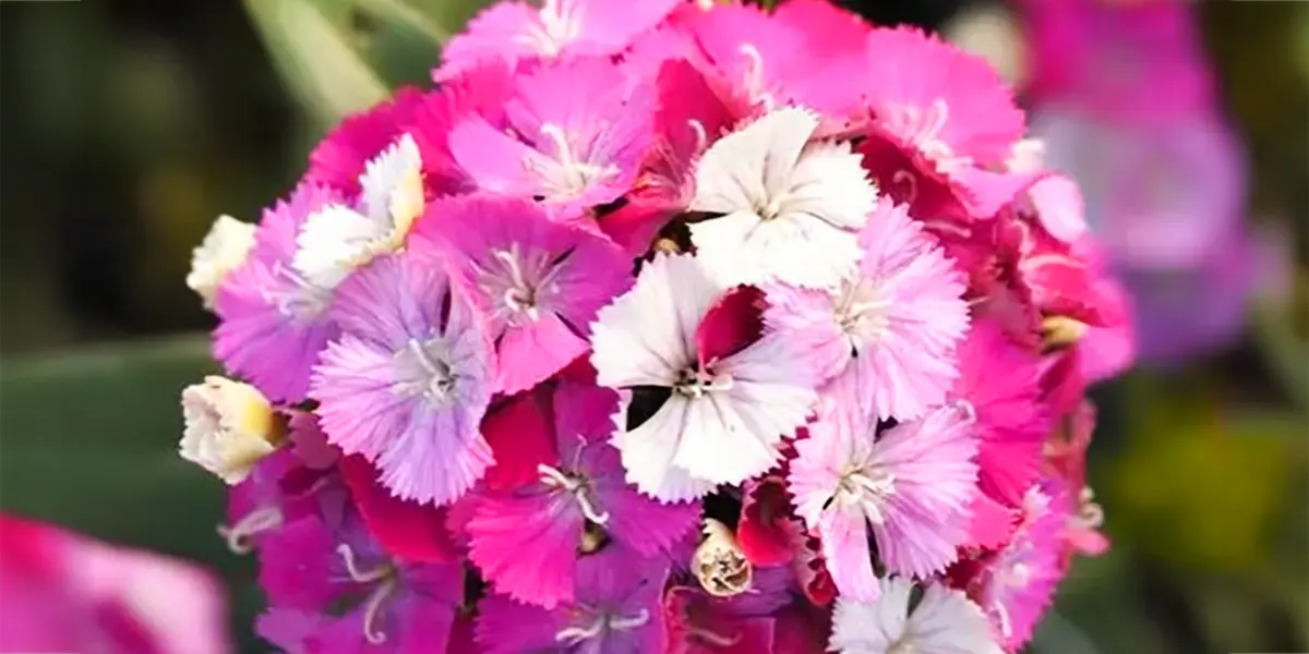 Dianthus barbatus Amazon Neon Rose Magic