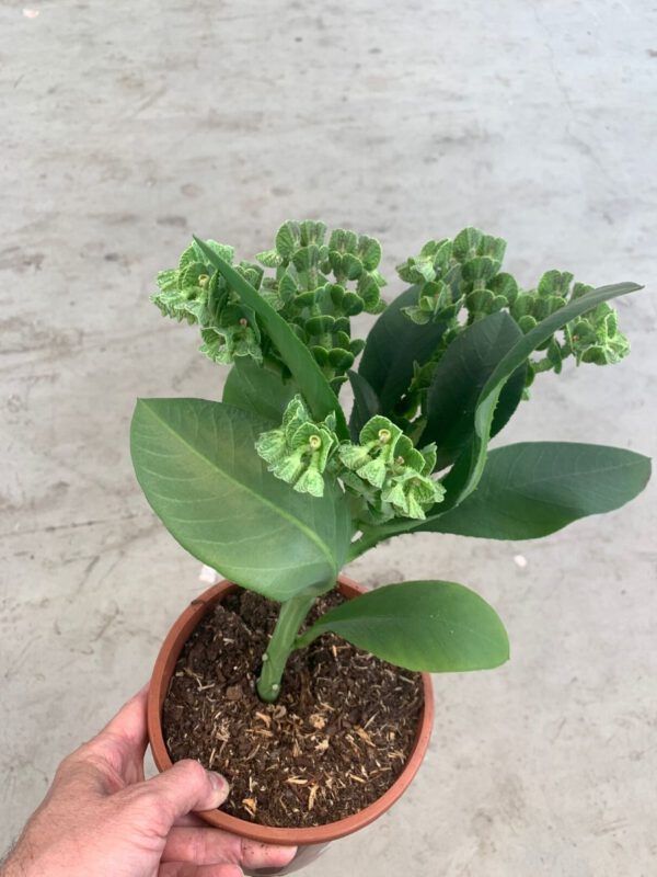 Arnolds 20 best plants of Summer 2020 Euphorbia