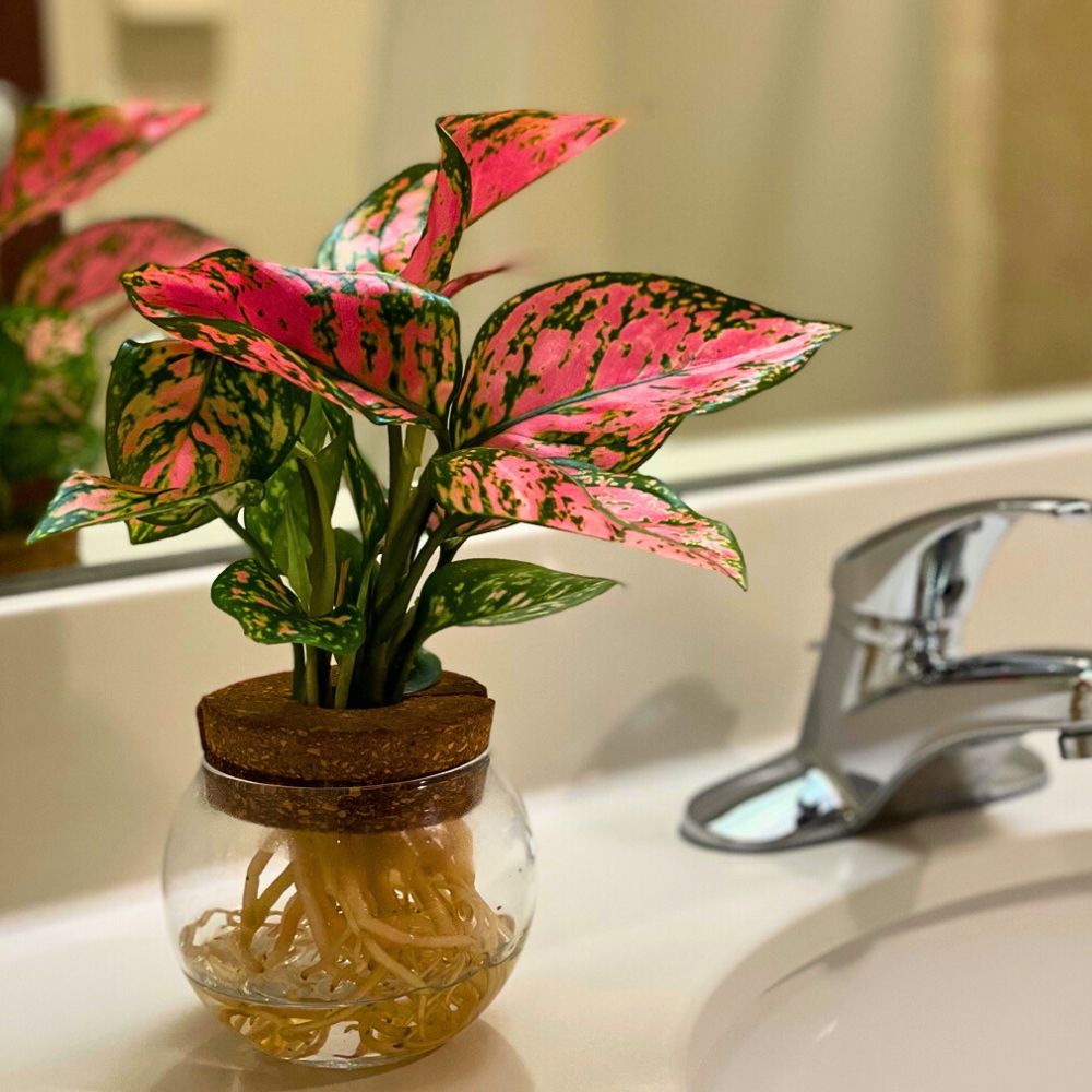 Hydroponics plants constant water flow is the lifeline of a hydroponic system and hydroponic gardening