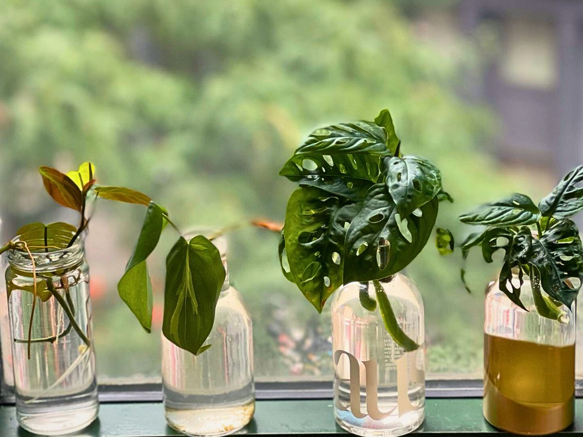 Hydroponic plants Hydroponics - Indoor Plants Doing Great in Water Only