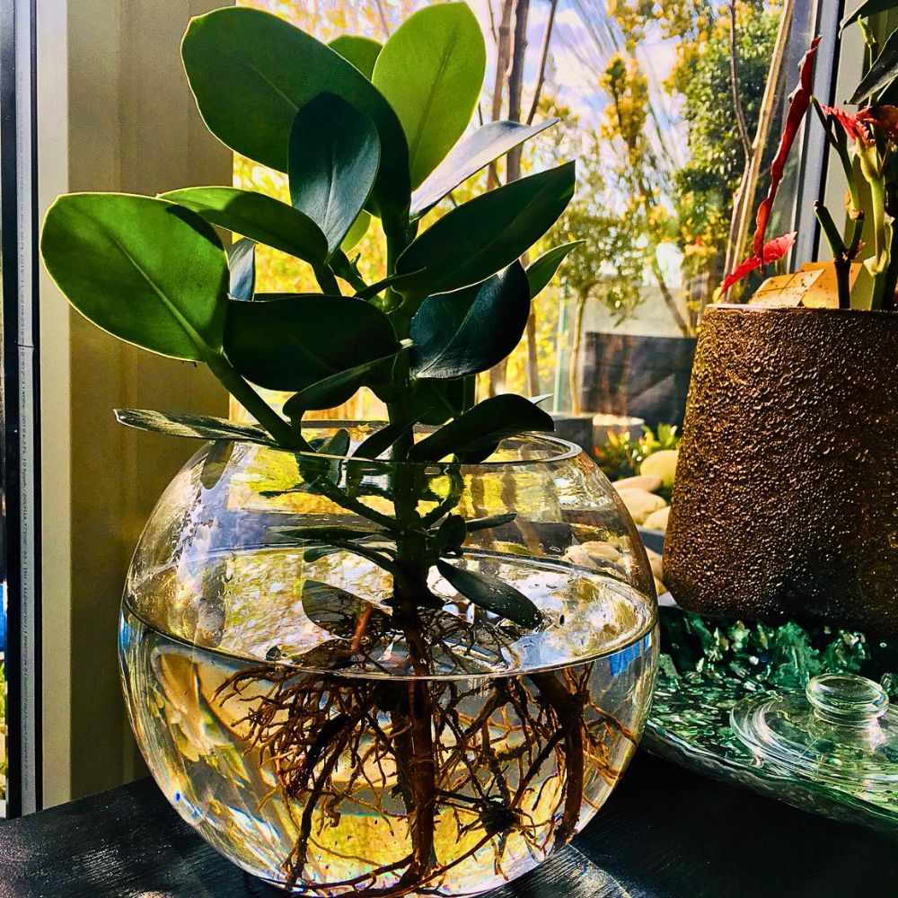 Hydroponic houseplant there are countless benefits of using hydroponic system for gardening