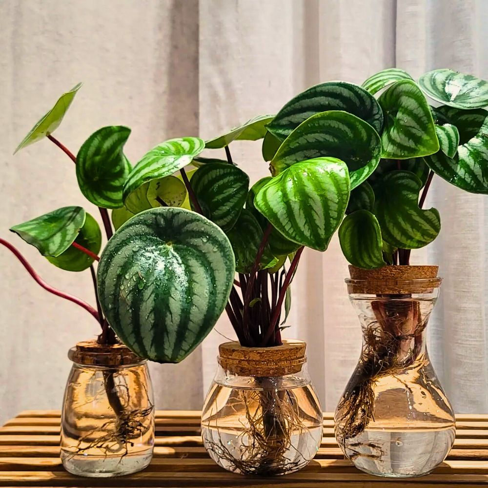 Hydroponic plants using hydroponic system for gardening