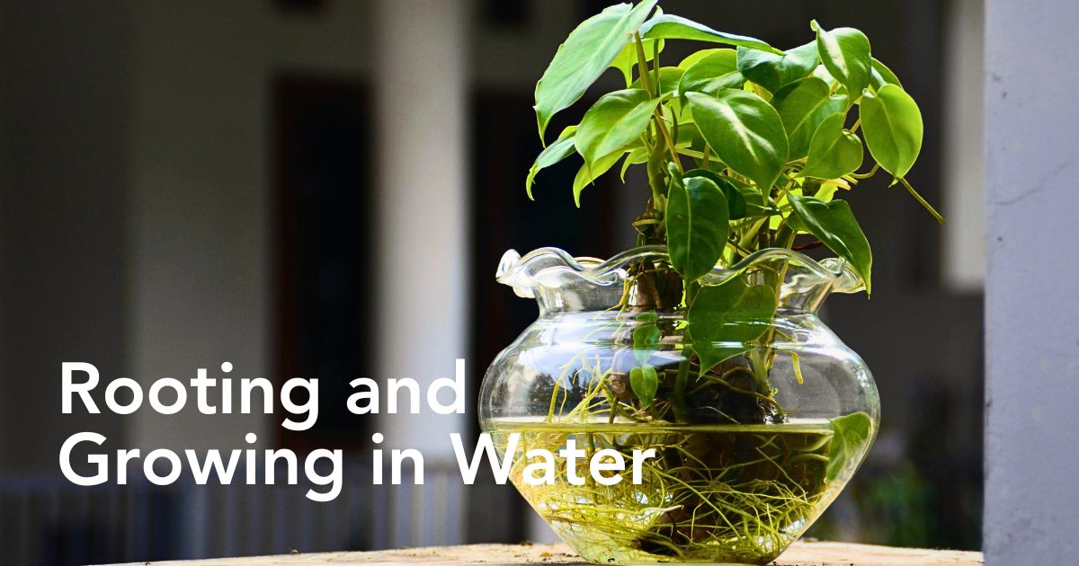 Hydroponics plants - All about indoor hydroponic gardening - Thursd Article header image