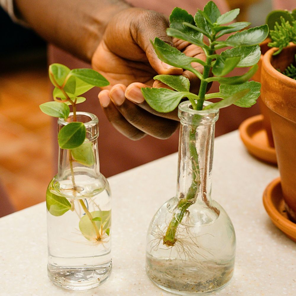 Hydroponics Growing plants directly in water - hydroponic gardening focuses on ebb and flow technique and is effective to generate fresh produce for plants in feasible fashion compared to traditional soil gardening
