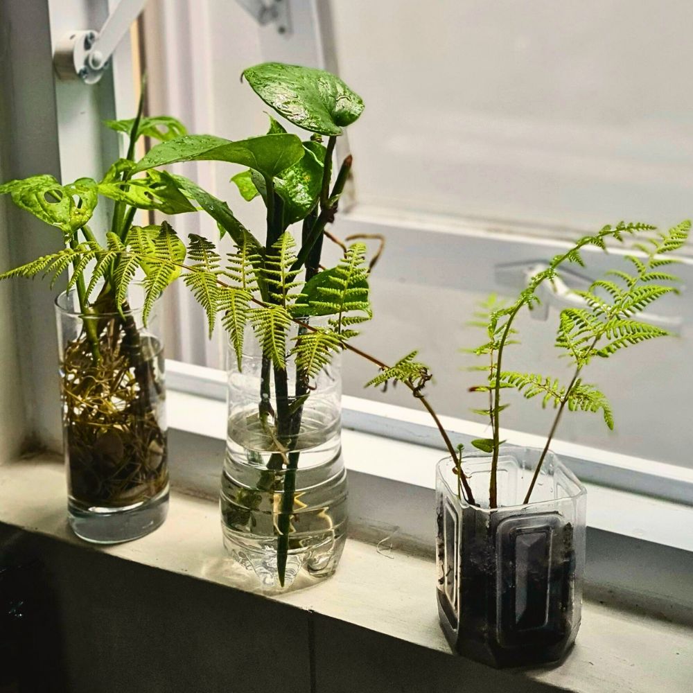Hydroponic plants hydroponics system also offers a green thumb solution to easily grow vegetables and keep up a constant supply ogf your own food with a green thumb year round