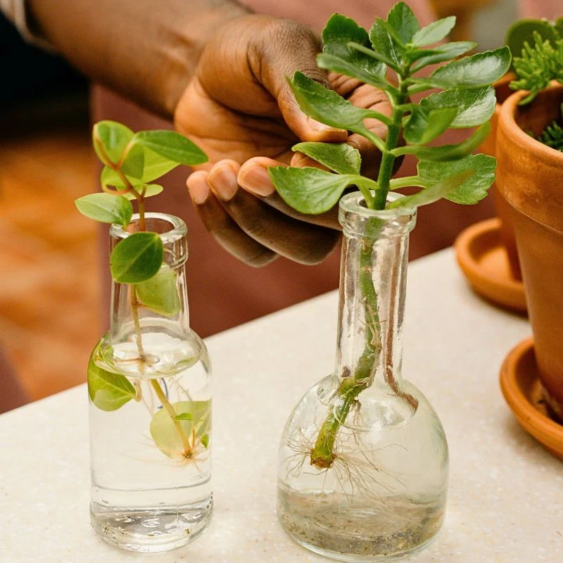 Hydroponic Plants' Cultivation: Growing Indoor Plants in Water