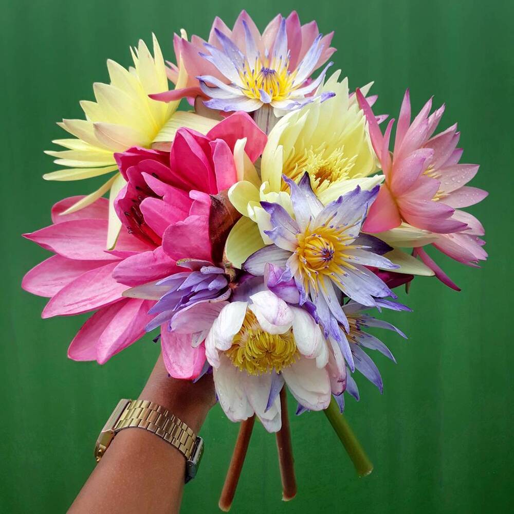 Water lily bouquet for gifting Water lily bouquet for gifting - July month birth flower