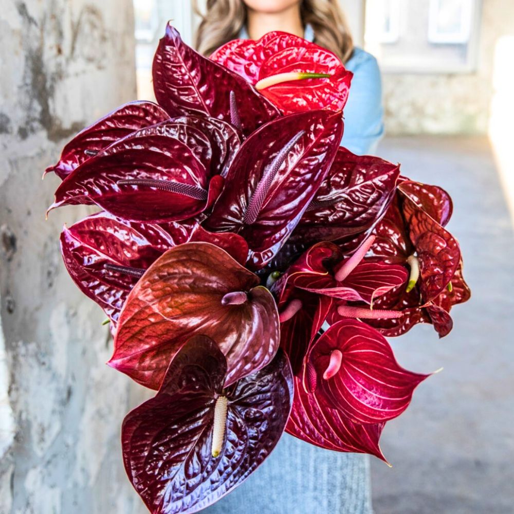 Anthurium Nero pairs well with other colors Anthurium Nero