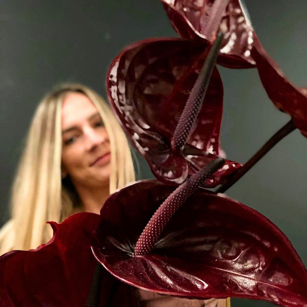Feel the magic of Anthurium Nero Anthurium Nero