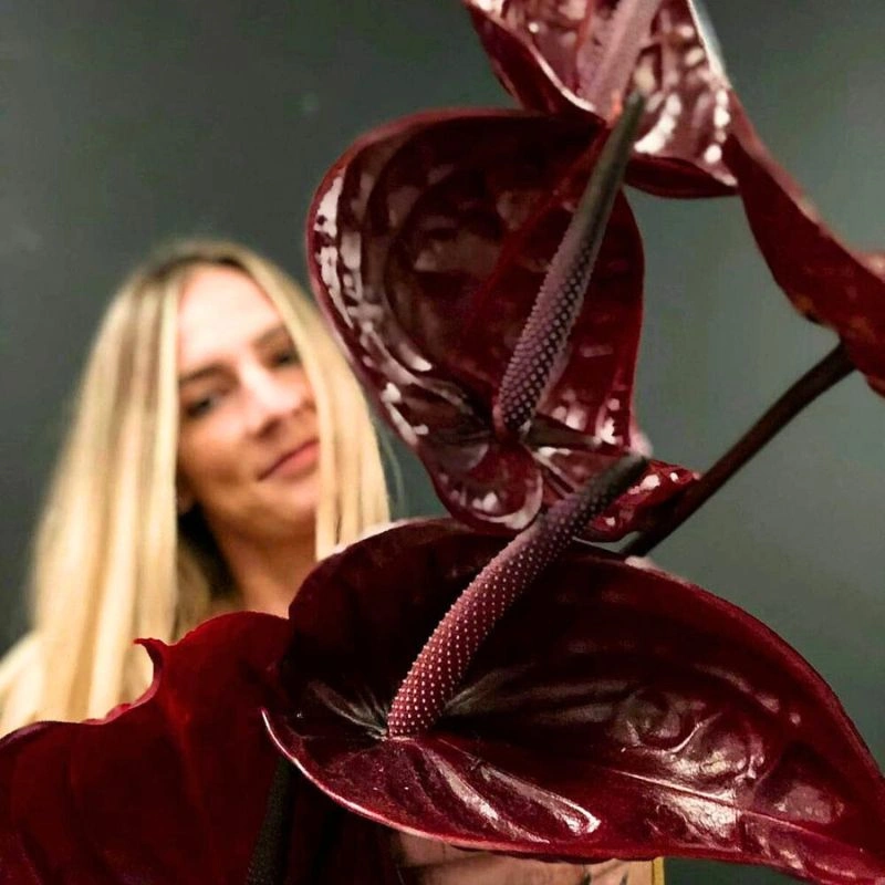 Anthurium Nero