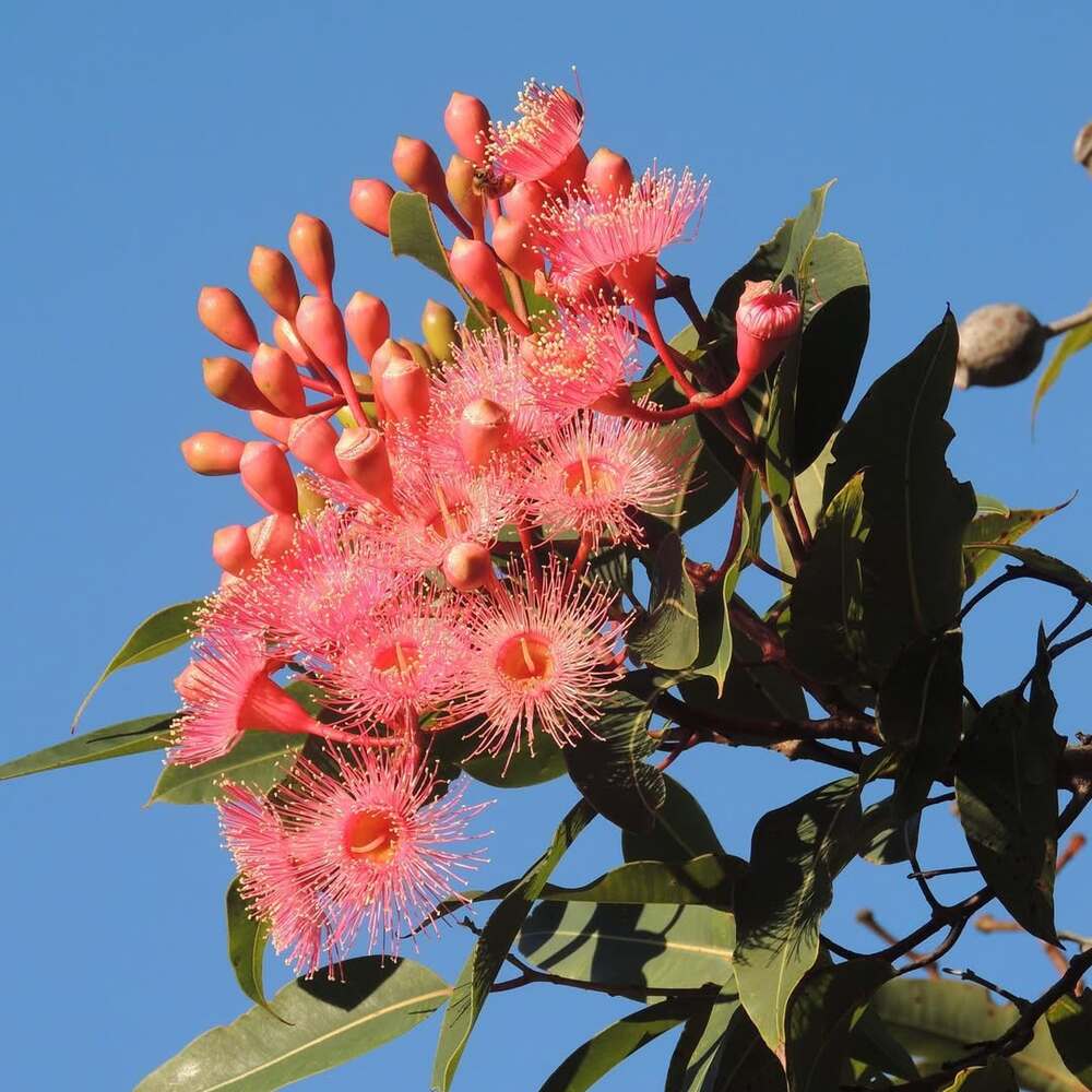 A beautifull Eucalyptus Flowers A beautifull Eucalyptus Flowers