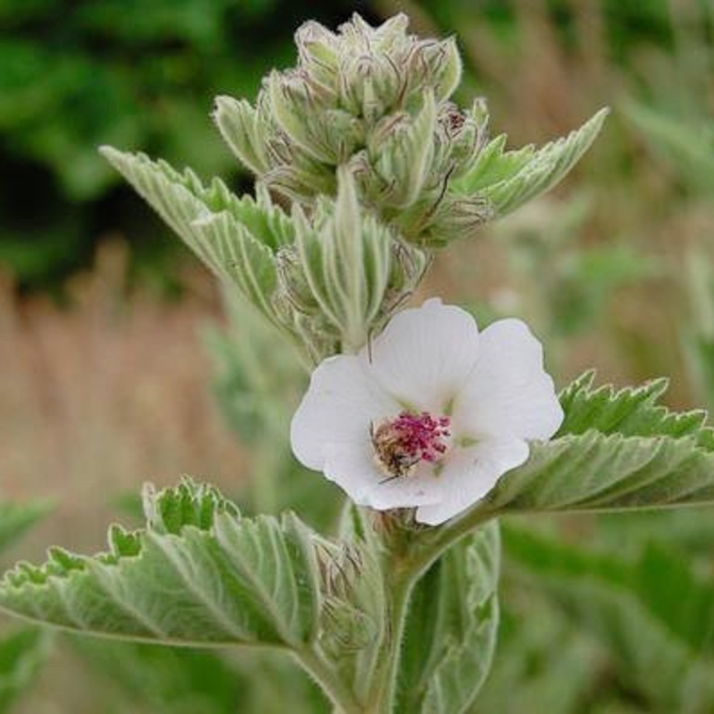 A Marshmallow Infusion Flower A Marshmallow Infusion Flower