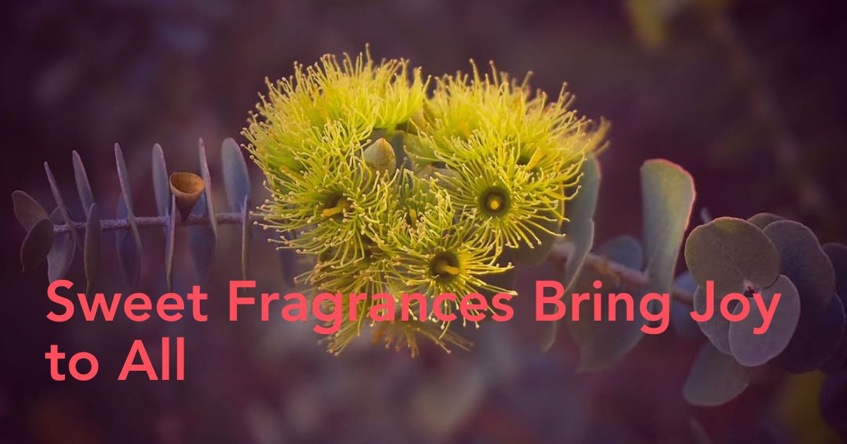 Flower-Infused Natural Remedies Header Image
