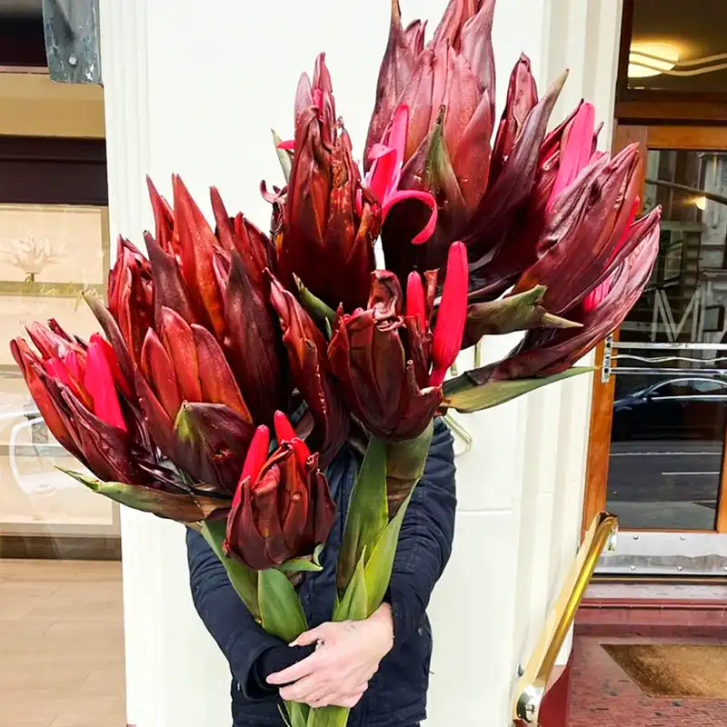 Gymea Grandiflora Australia square feature