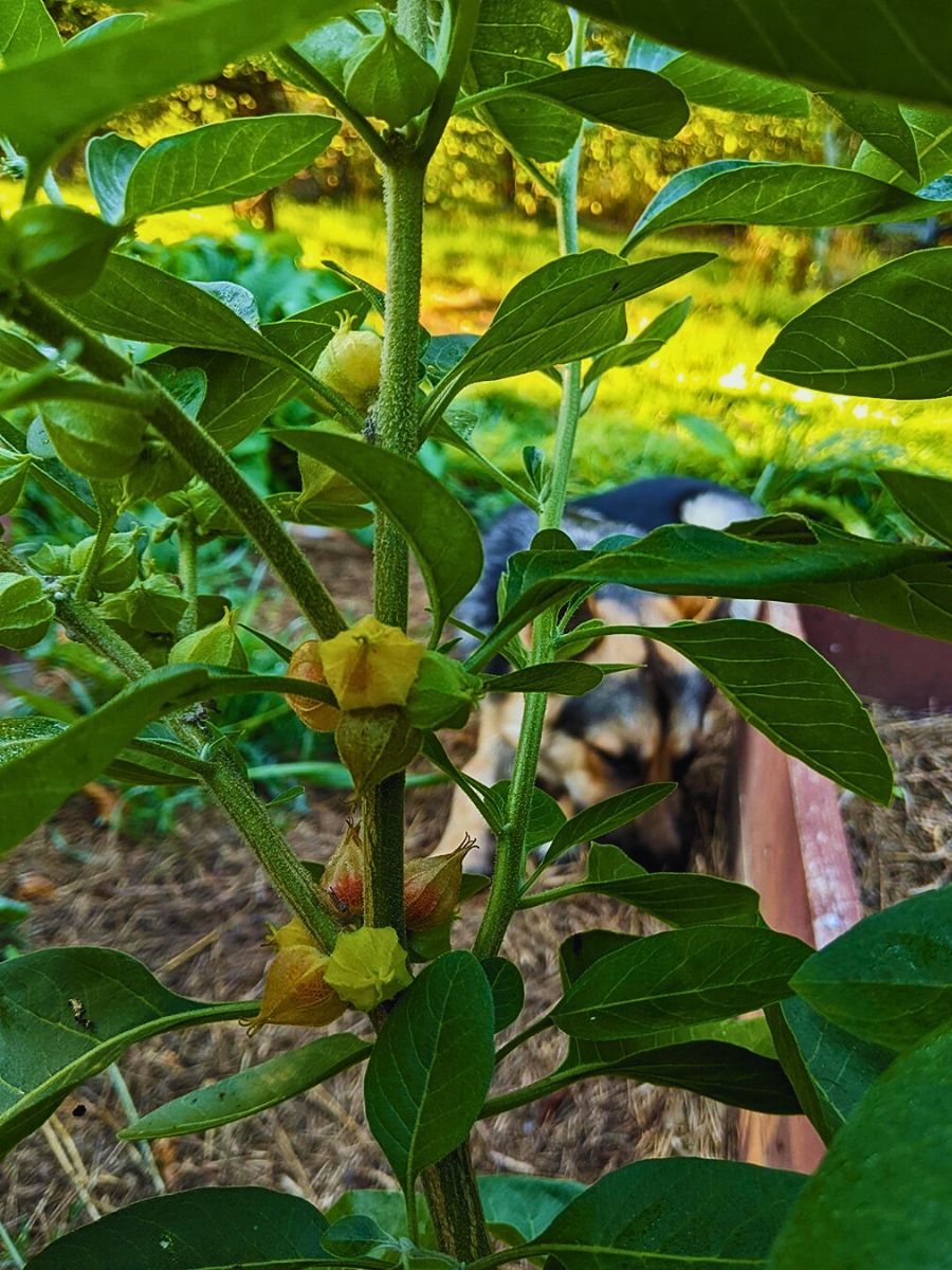 ashwagandha aka Withania somnifera