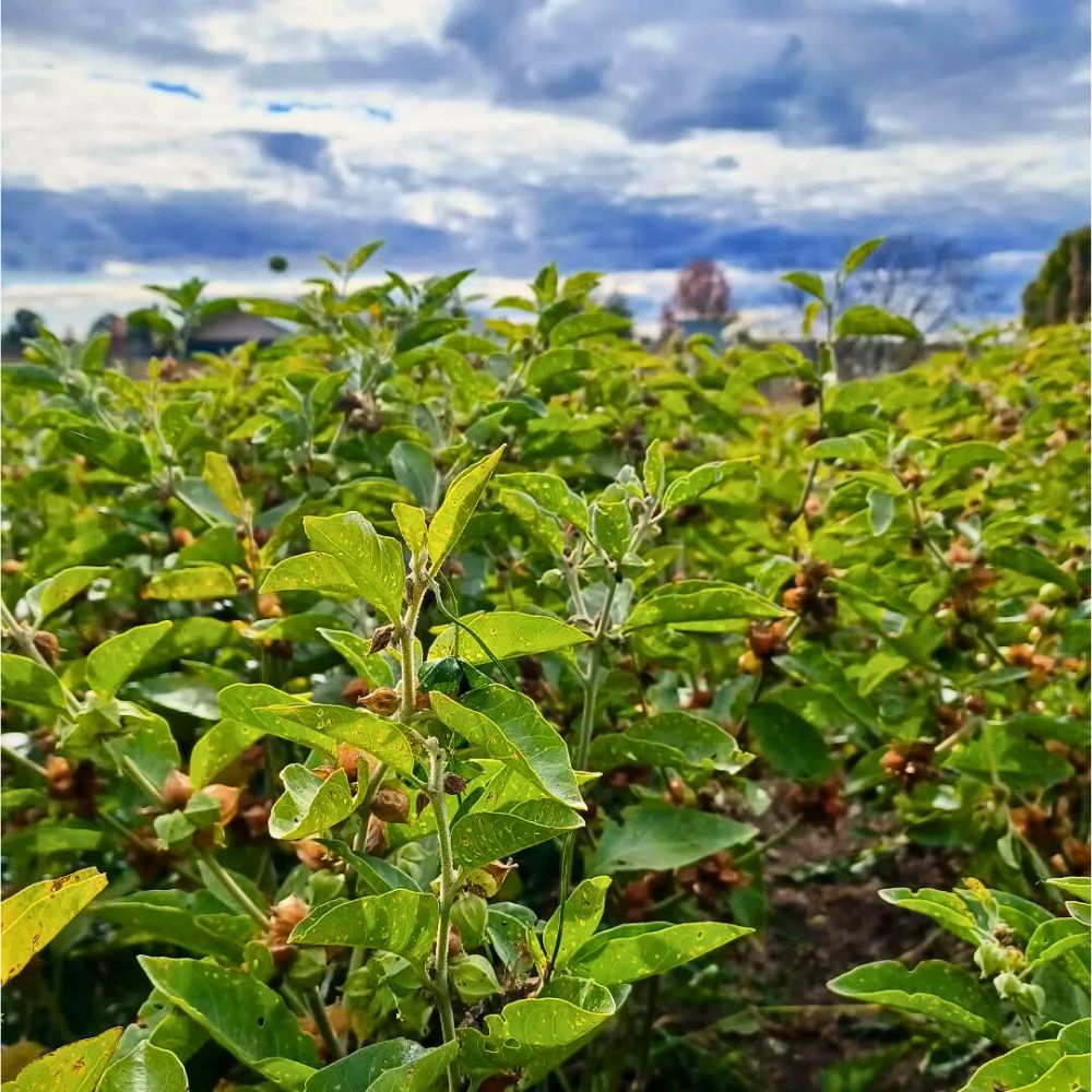 Ashwagandha, Withania somnifera is popular as an ayurvedic medicine, specifically ashwagandha extract