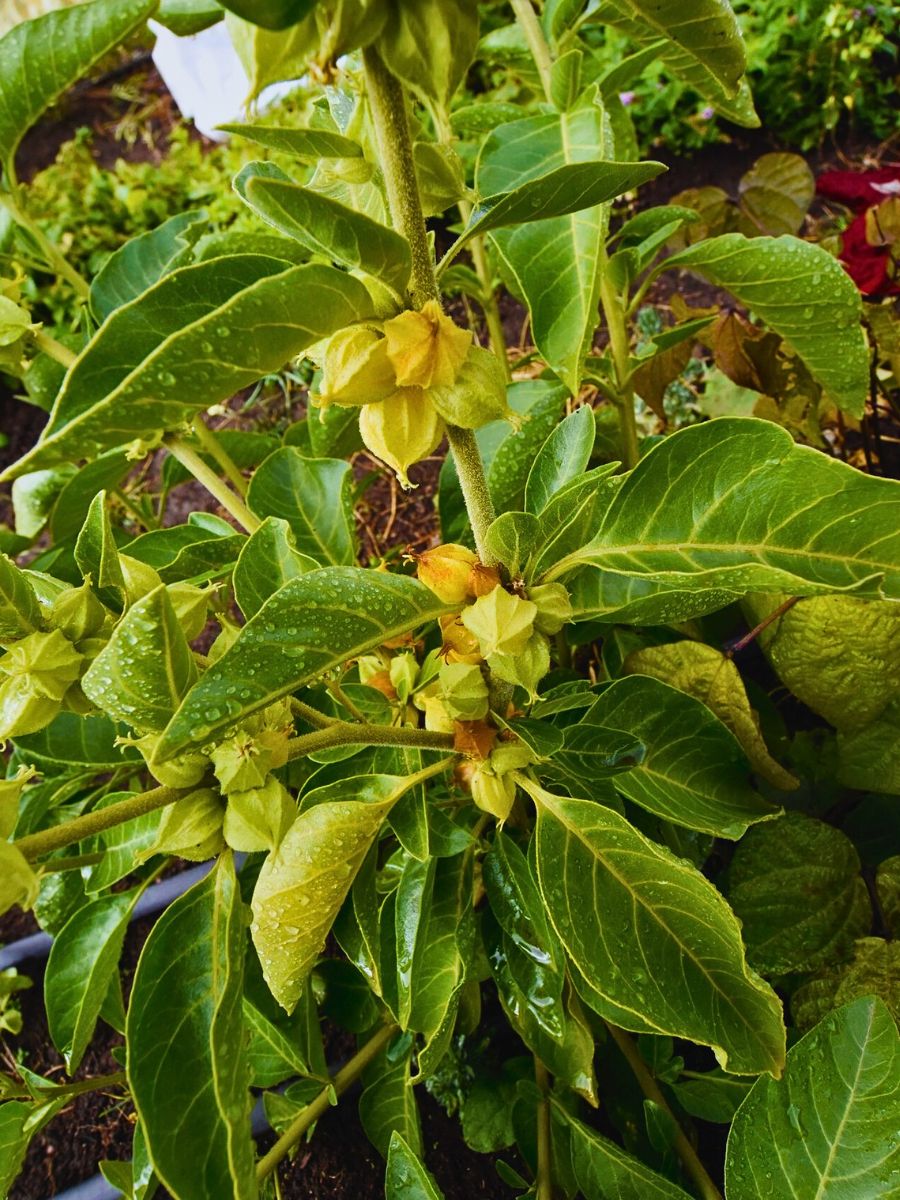 Withania somnifera is also known to help manage cortisol levels and helps in lower blood pressure management with existing and sufficient scientific evidence