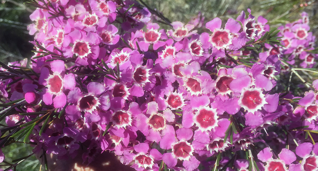 Chamelaucium Nieks Pride cut flower on Thursd header