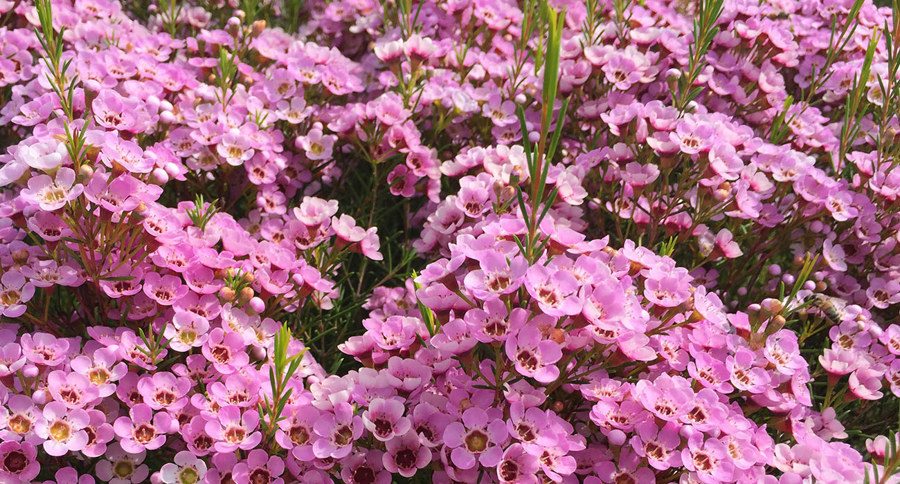 Chamelaucium Kerryn cut flower on Thursd header